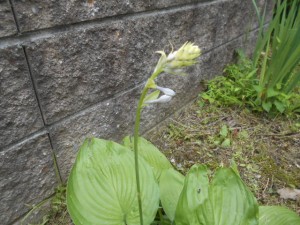 DSCN8402