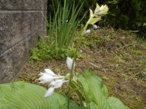 DSCN8403