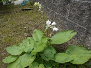 DSCN8405