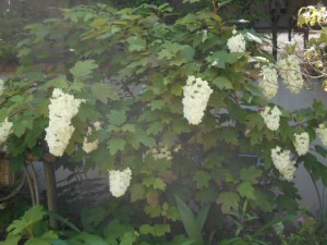 DSCN8408