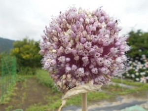DSCN8416