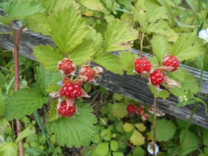 DSCN8422