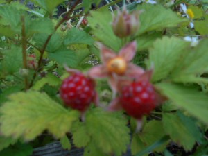 DSCN8423
