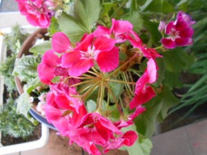 DSCN8447