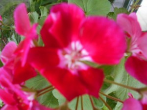 DSCN8448