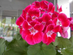 DSCN8449