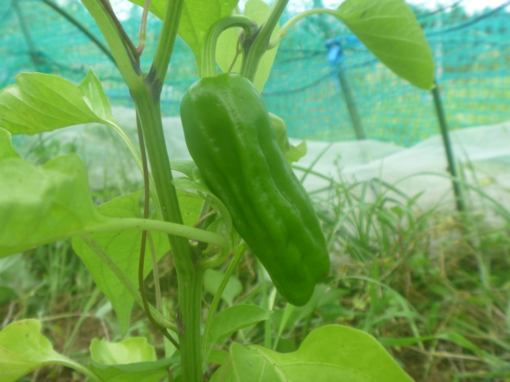 ピーマンは栄養満点な夏野菜！