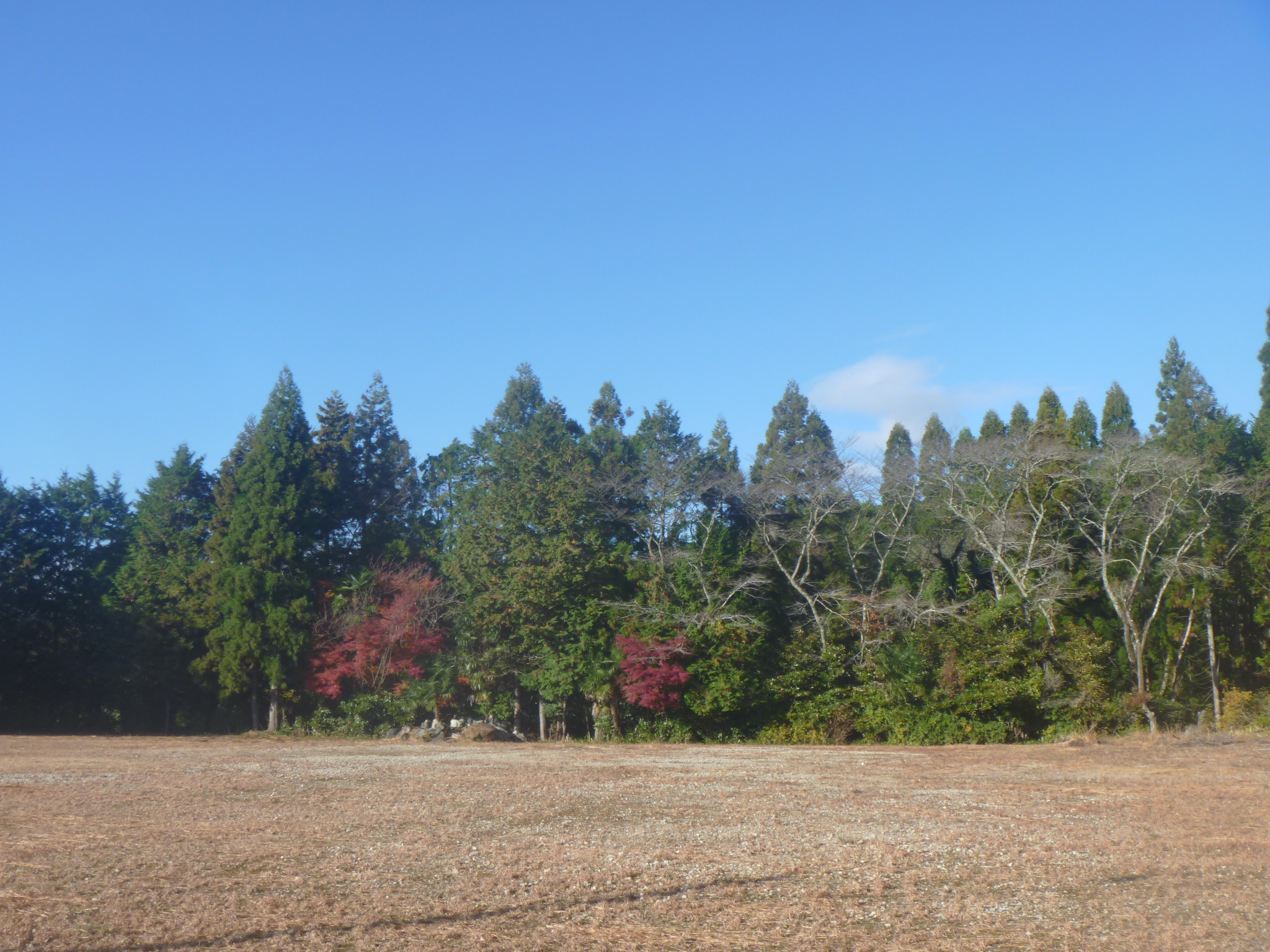 １２月なのに山は紅葉？