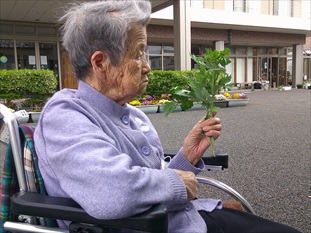 ヨモギを摘んできました。