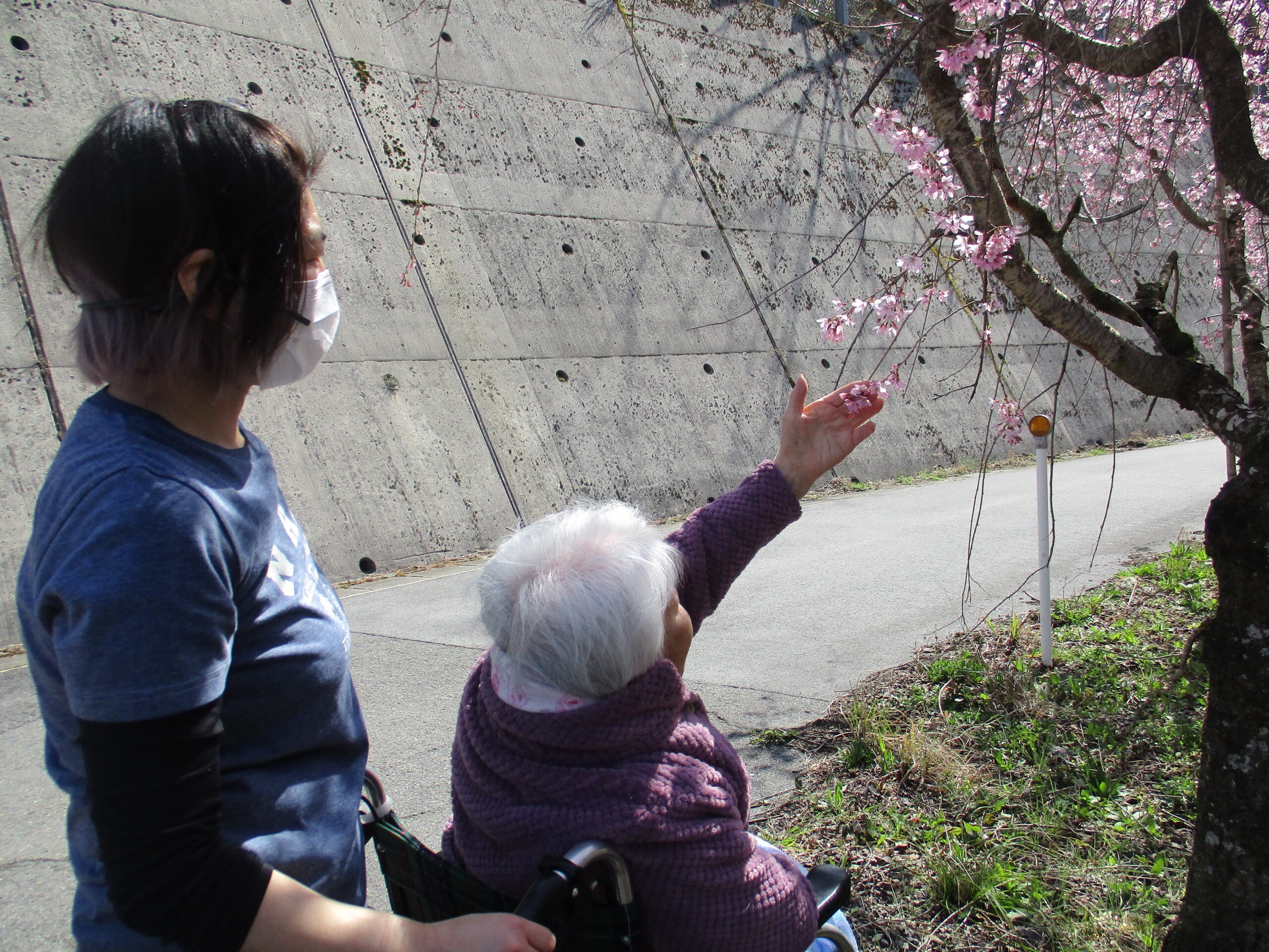 美しい桜