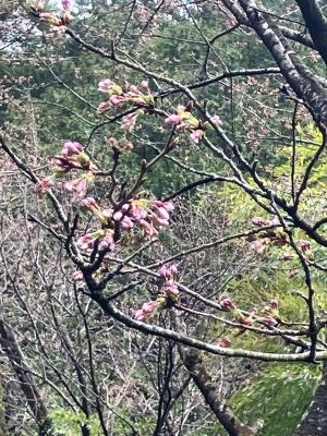 桜がようやく開花か？