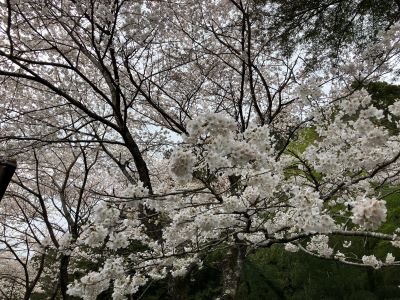 今日は桜満開で最高のお花見日和でした。