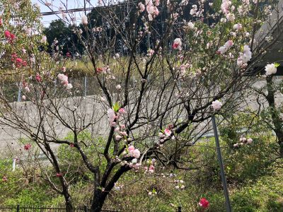 ＜はなもも＞が咲き始めました