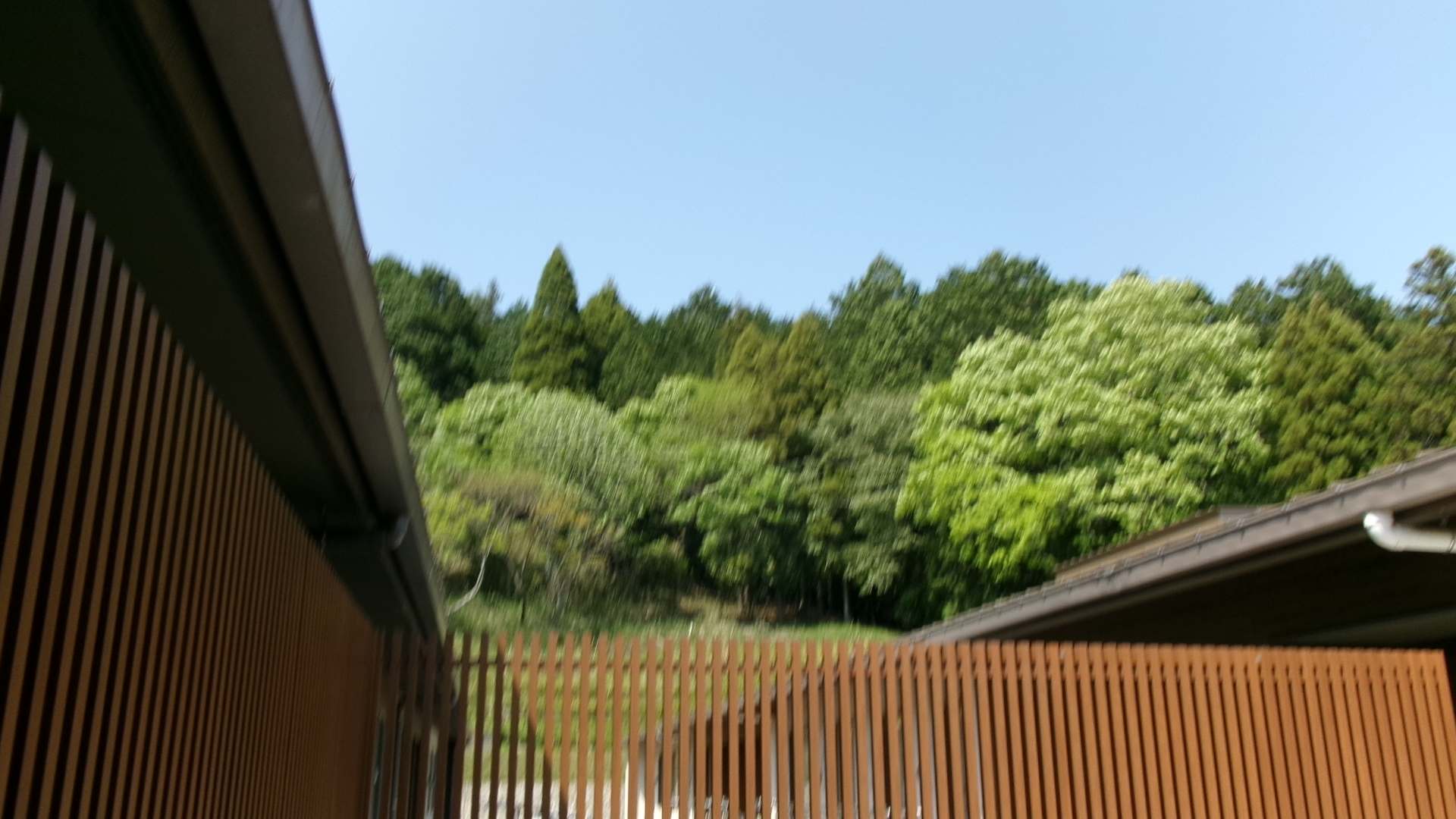 新緑がきれいです