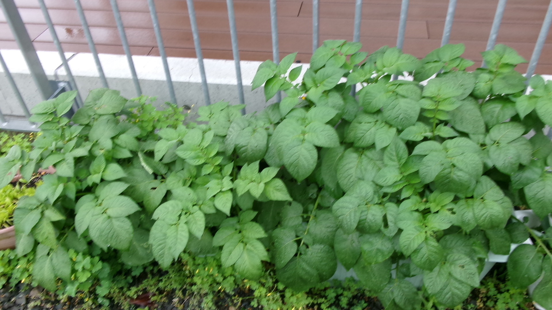 なごみ畑に恵みの雨