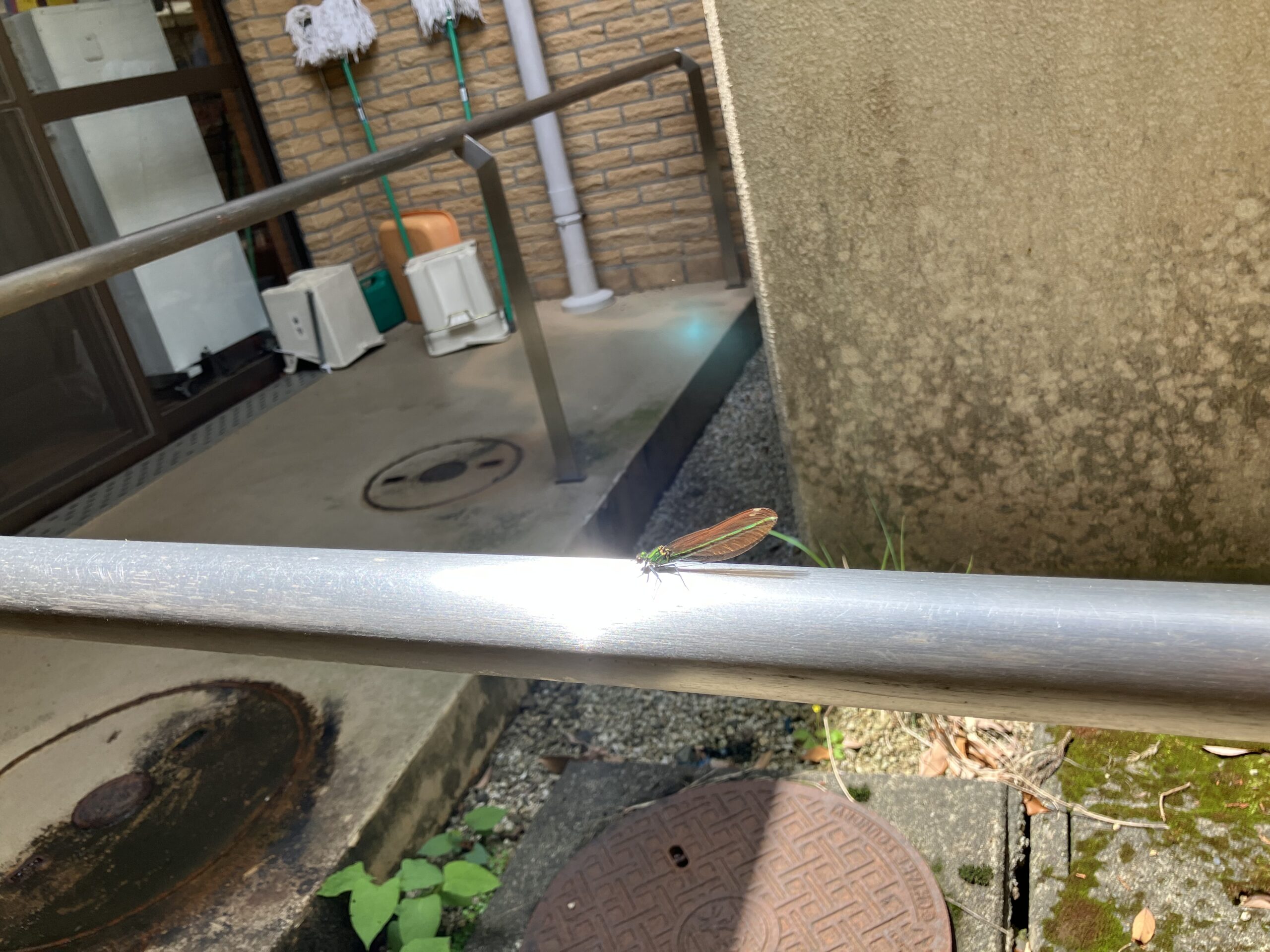 珍しい来訪者