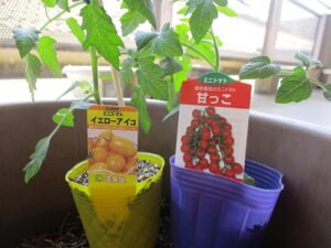 プチ菜園