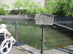鯉のえさやり