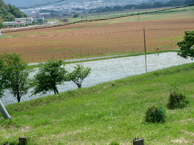 田植えの時期です。
