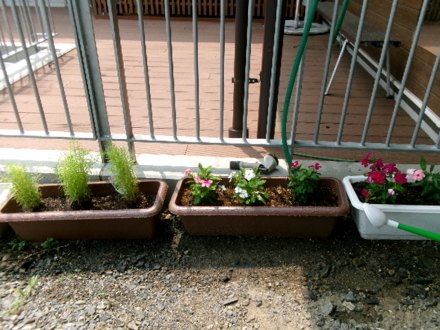コキア苗植え