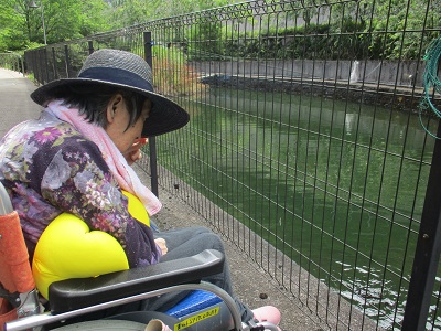 アジサイの花