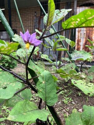 猿に少し荒らされましたが、畑、順調に育っています。