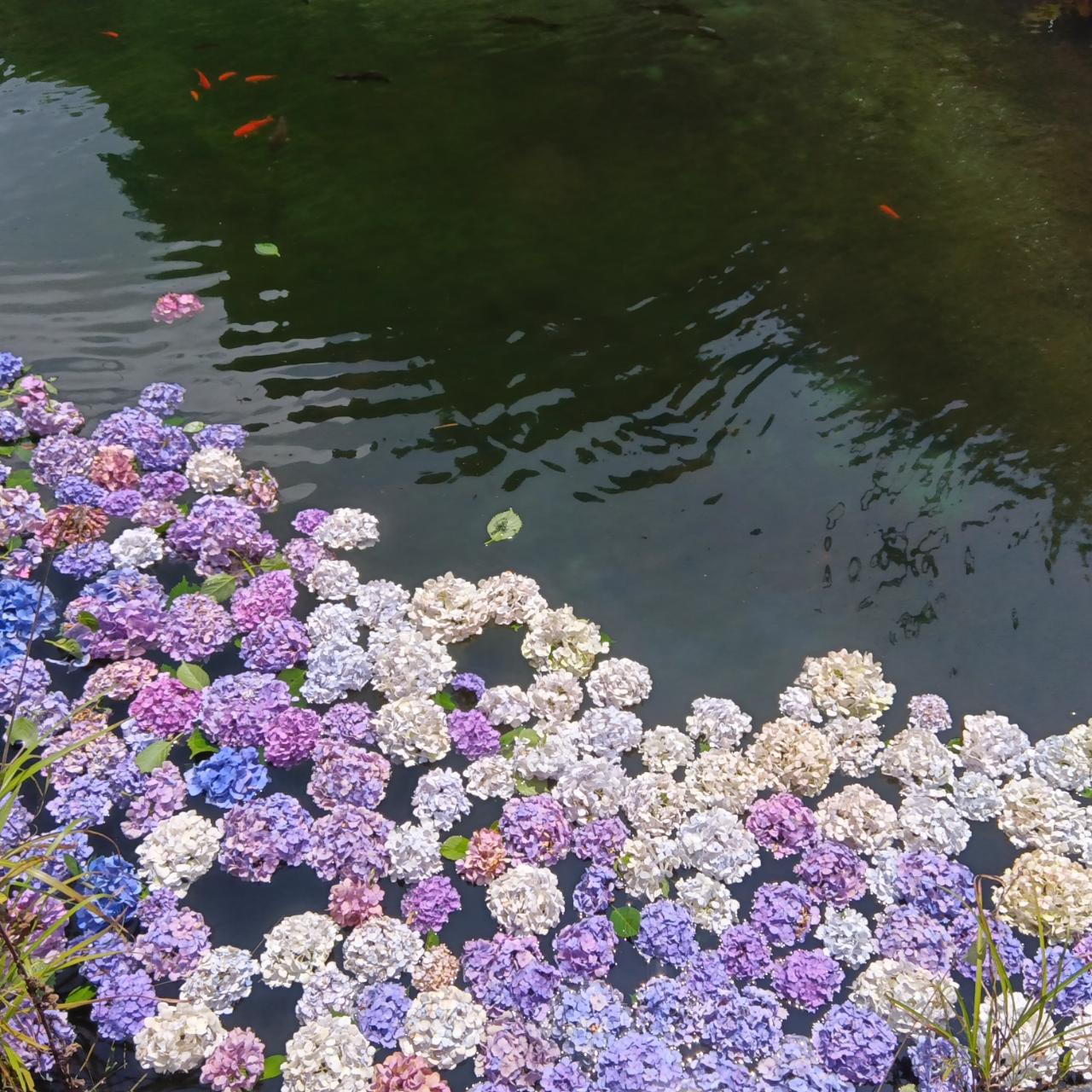 紫陽花