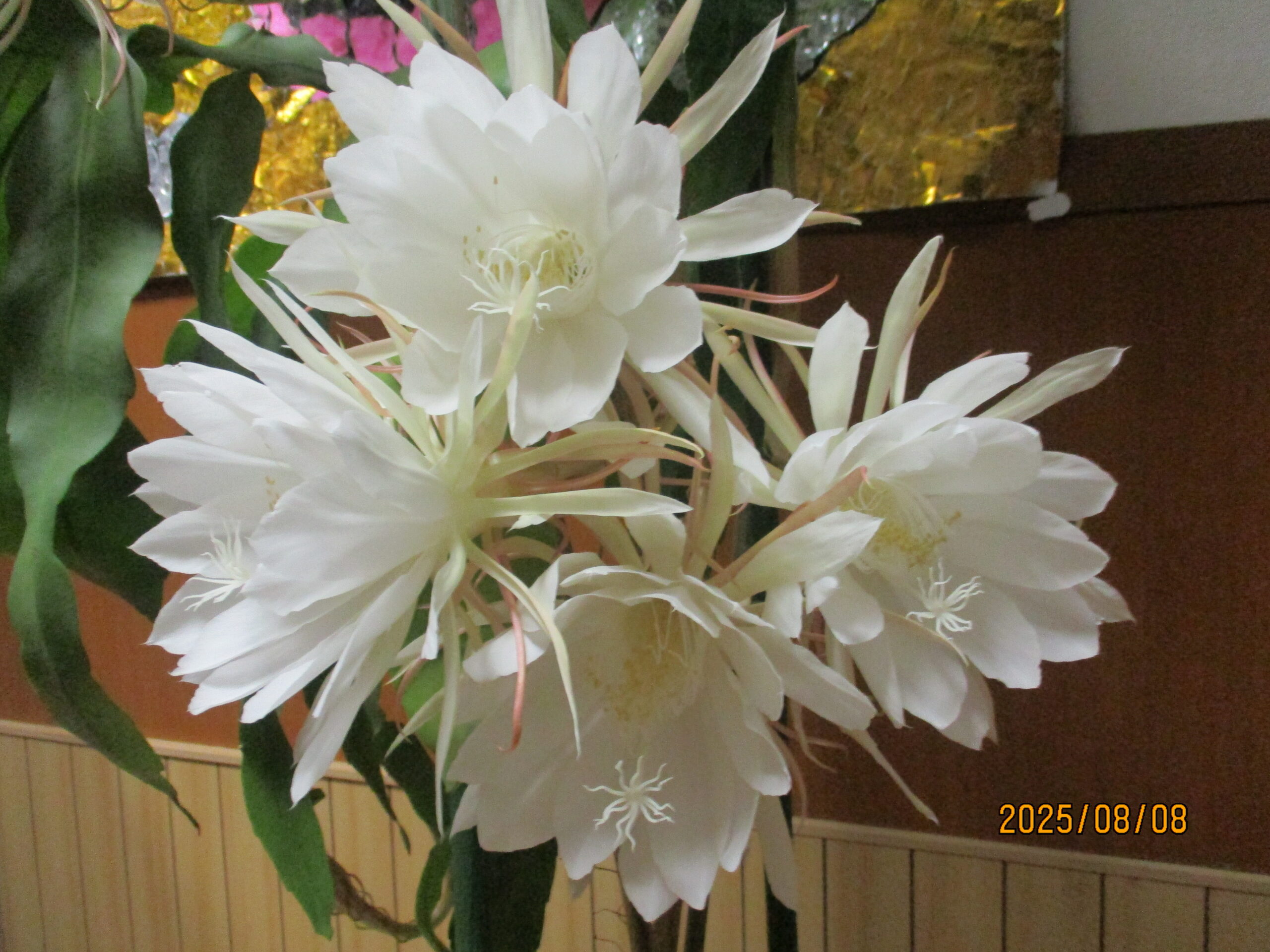 月下美人の花が咲きました。