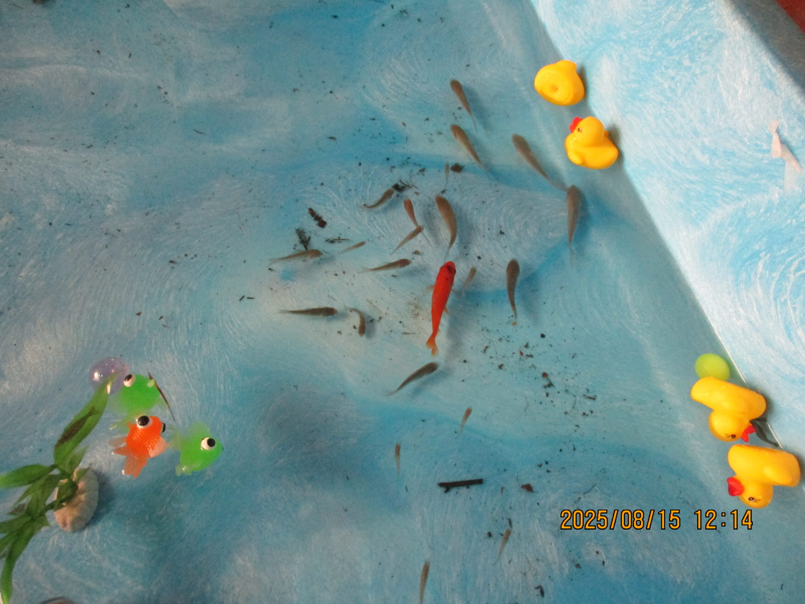 8月のレク　金魚すくい！