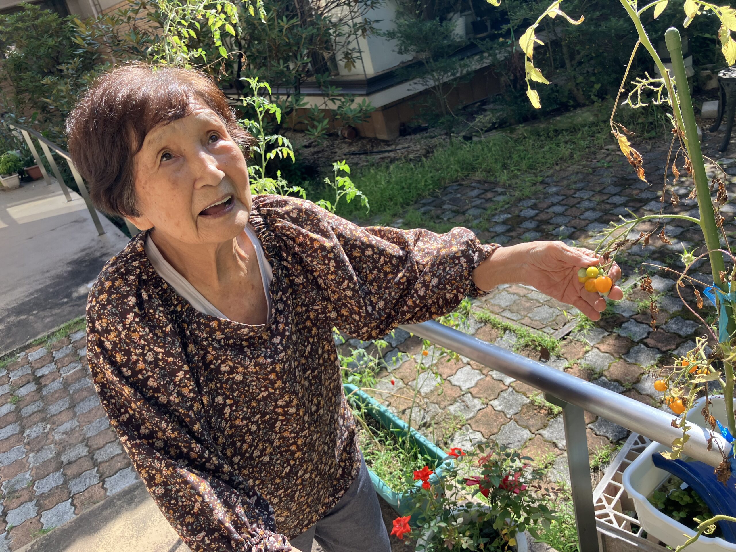 トマトの観察