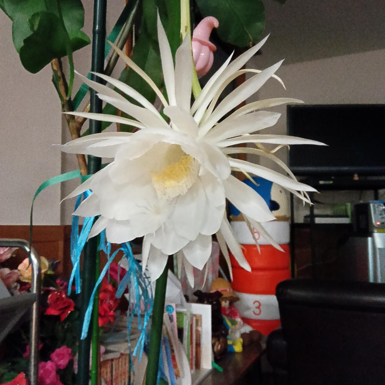 月下美人
