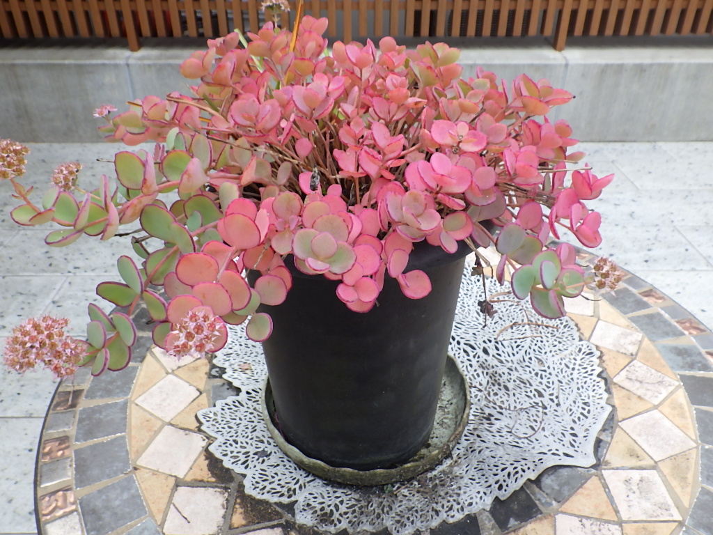 今のなごみ畑の様子です。