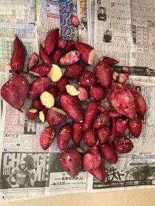 今日も大量です。