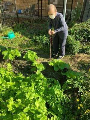 お天気よく、お散歩がてら畑の様子を