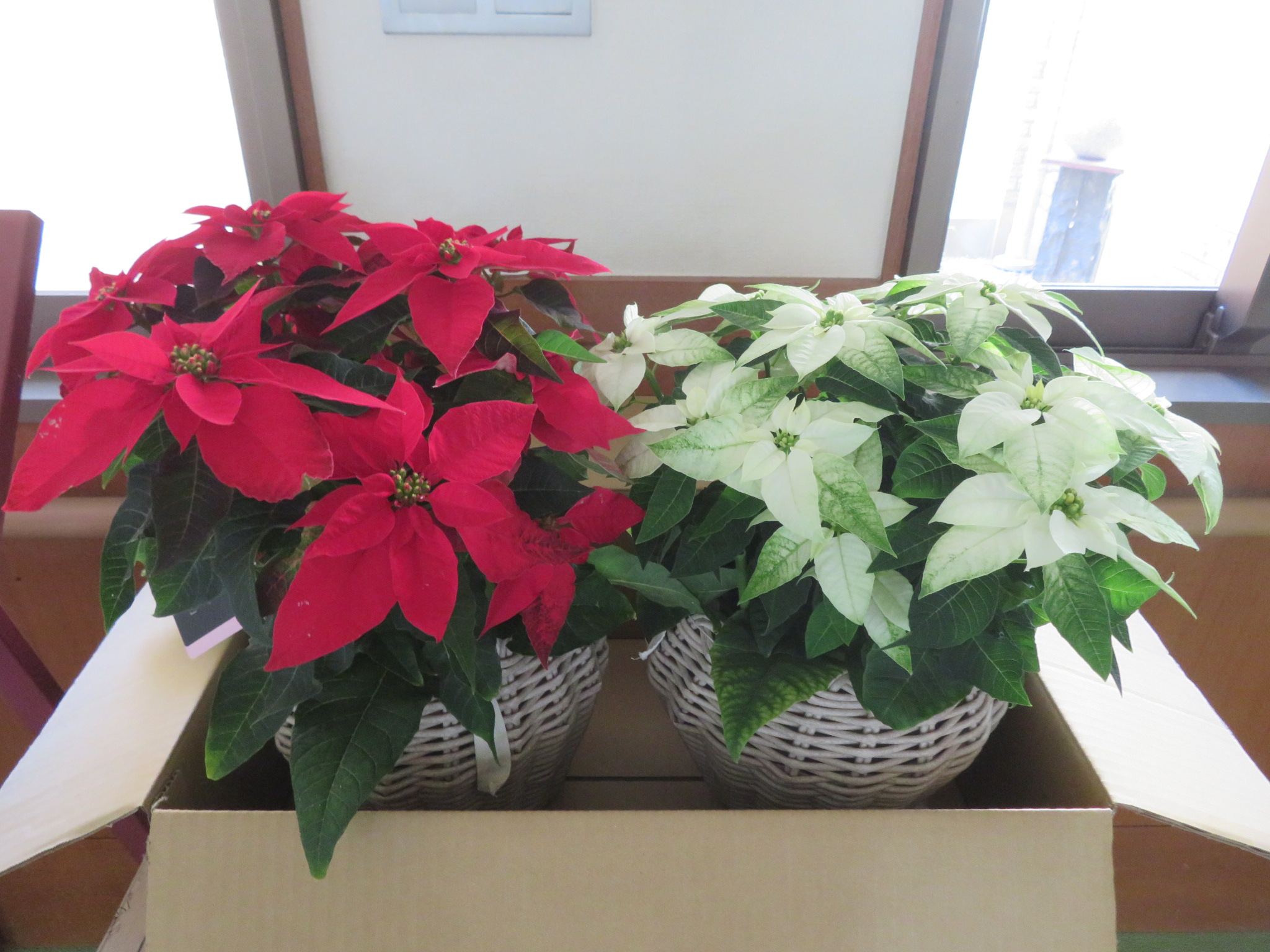 お花をいただきました。