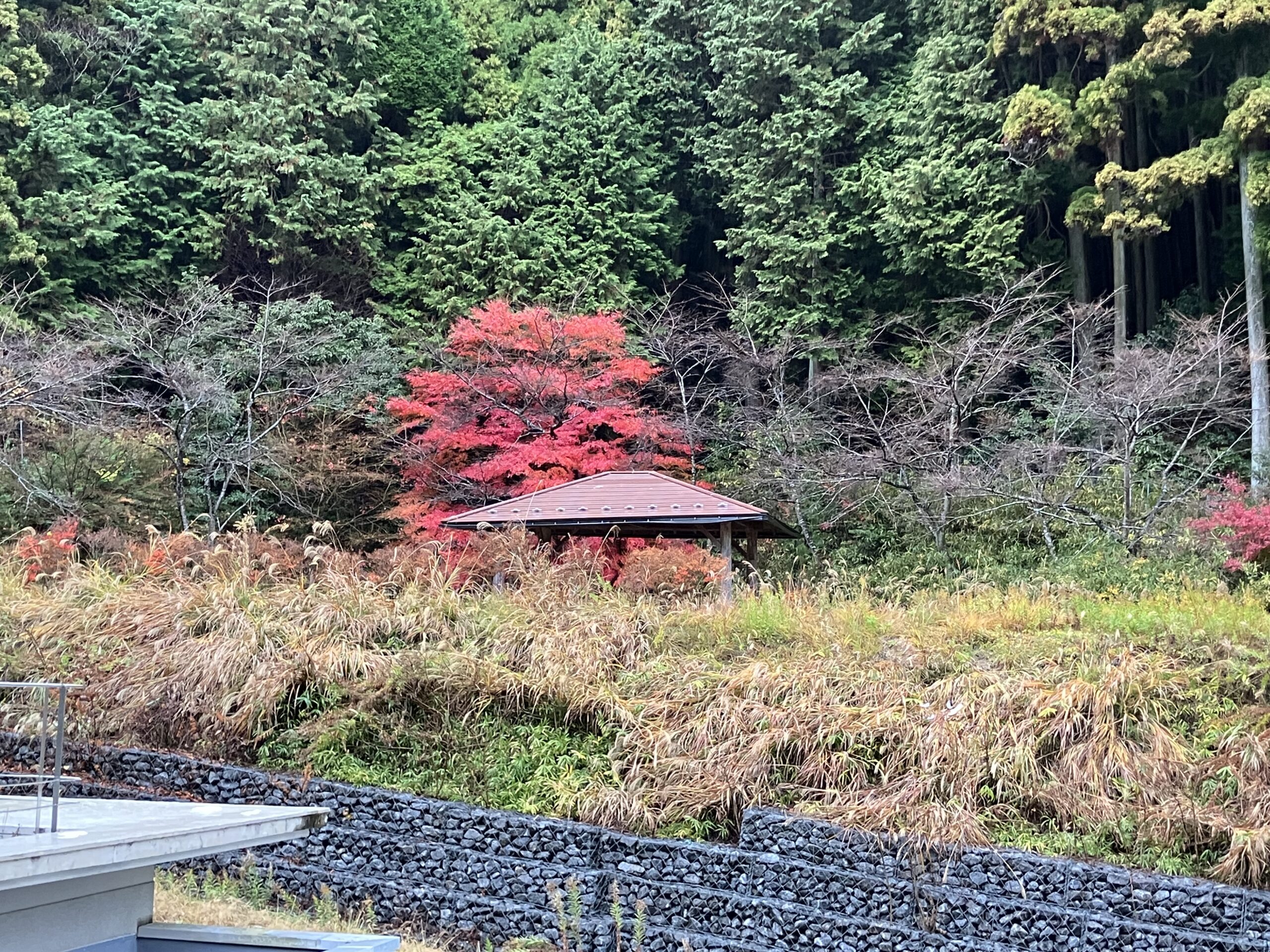 まだ秋の紅葉