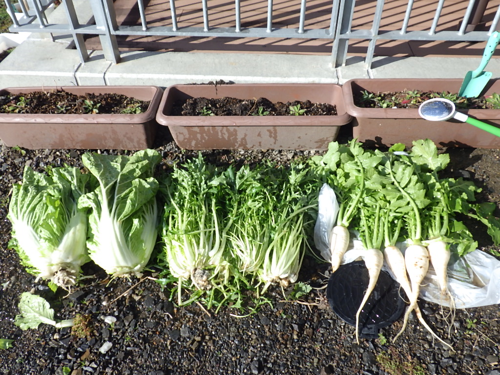 なごみ畑で白菜、水菜、大根収穫