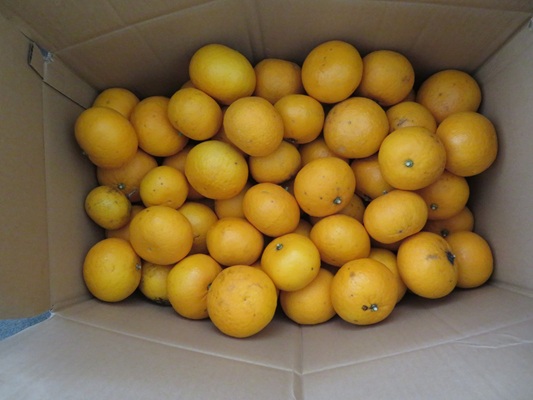 ２月２２日（にゃんにゃんにゃん）の日に、みかんをたくさんいただきました。