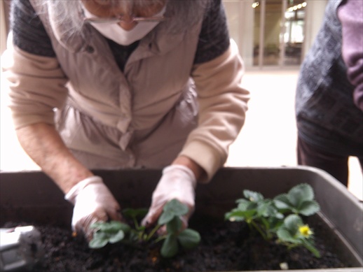 イチゴの苗植え
