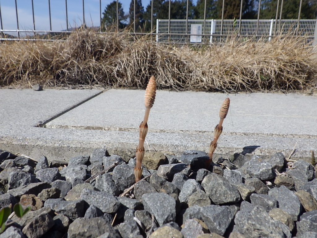 春を探しに行きました。