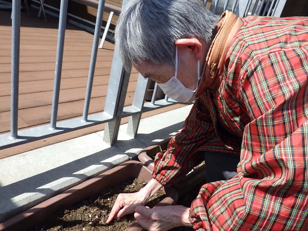 朝顔の種まきをしました。