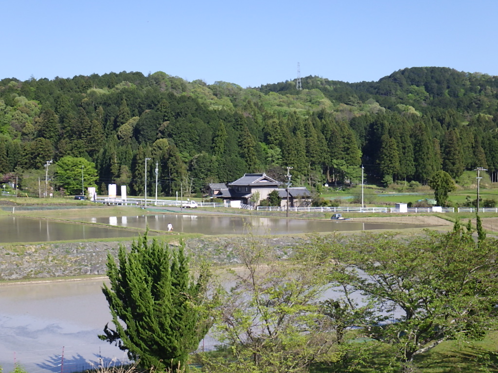 新緑の季節です。