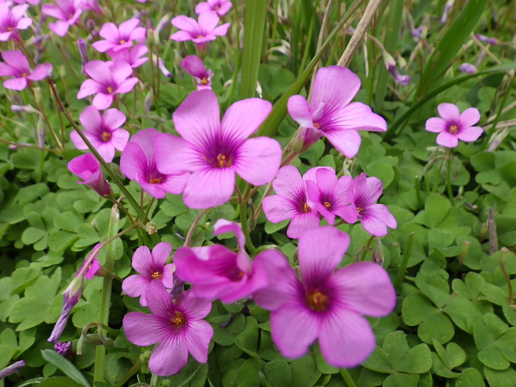 春なのに夏日の気温