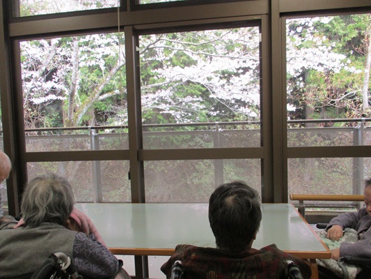 お見事、桜吹雪