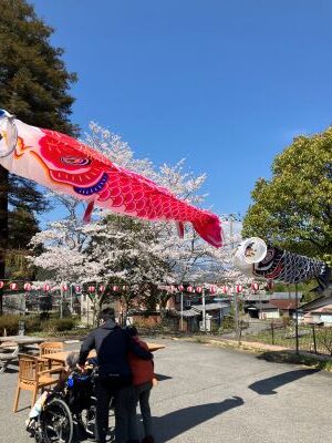 ようやく今須は満開です