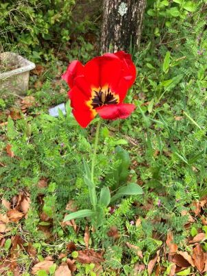田植えと共にあちこちに花々も