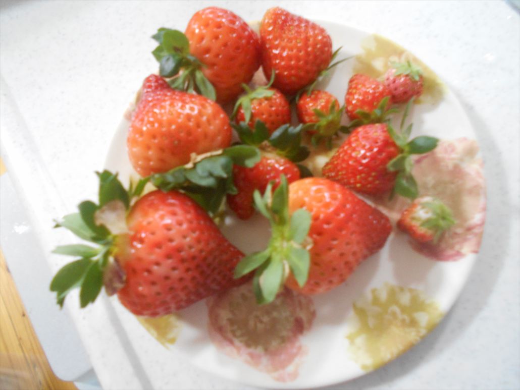 イチゴ収穫