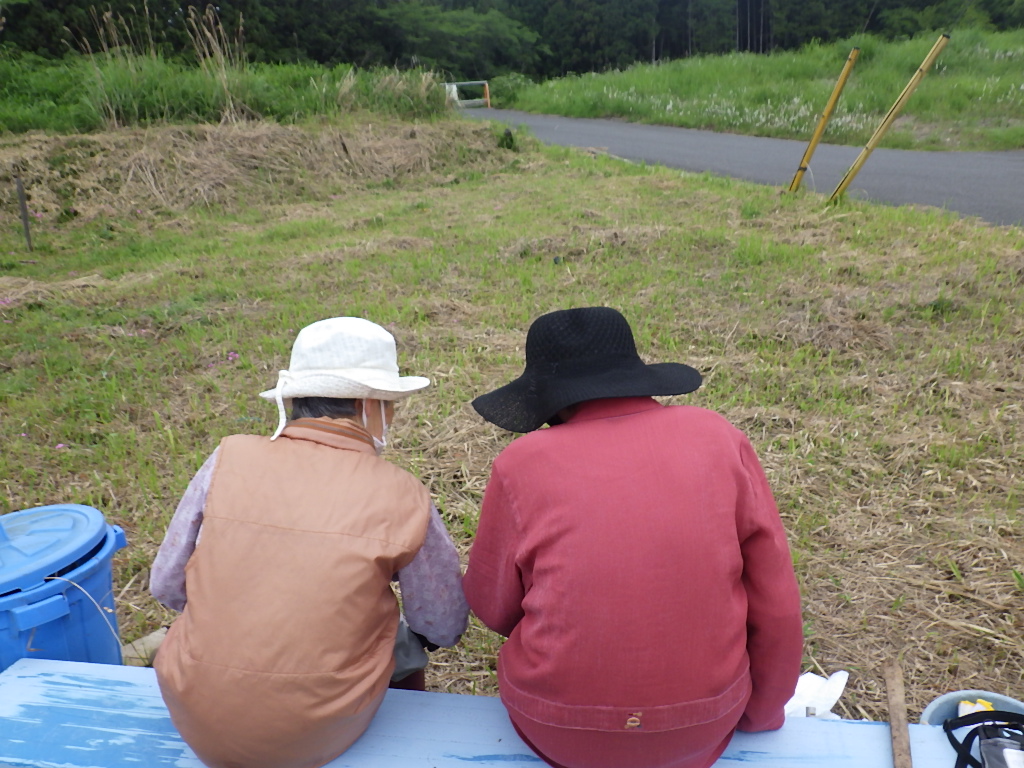 じゃが芋たくさん掘れるかな🥔