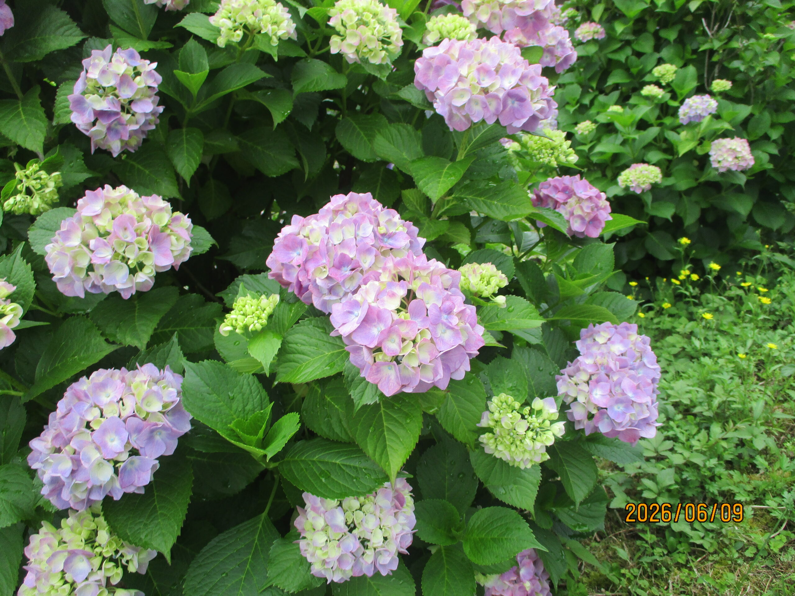 紫陽花