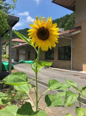 ひまわり、ようやく開花しました